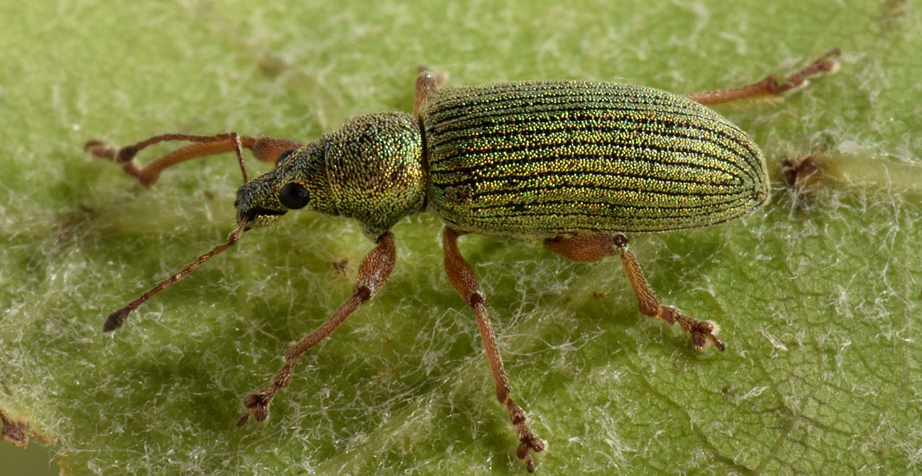 Curculionidae: Polydrusus  formosus?  No, Polydrusus frater